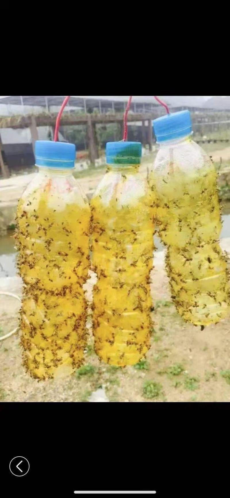 果蝇诱粘剂诱捕器瓜果实蝇针蜂引诱剂杀果蝇药果园果树物理诱