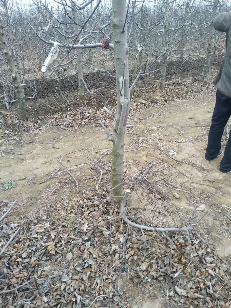 苹果树，占地苹果树，工程苹果树成活率好，树便宜，需要的联