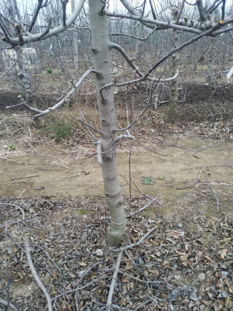 苹果树，占地苹果树，工程苹果树成活率好，树便宜，需要的联