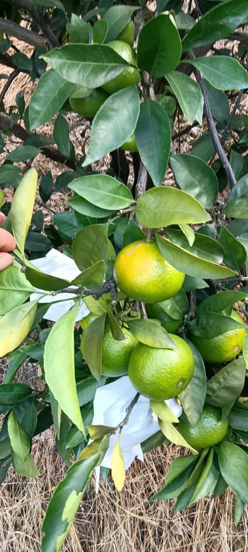 精品蜜橘特早蜜橘大量上市了皮薄汁多专业代办代发全国发货