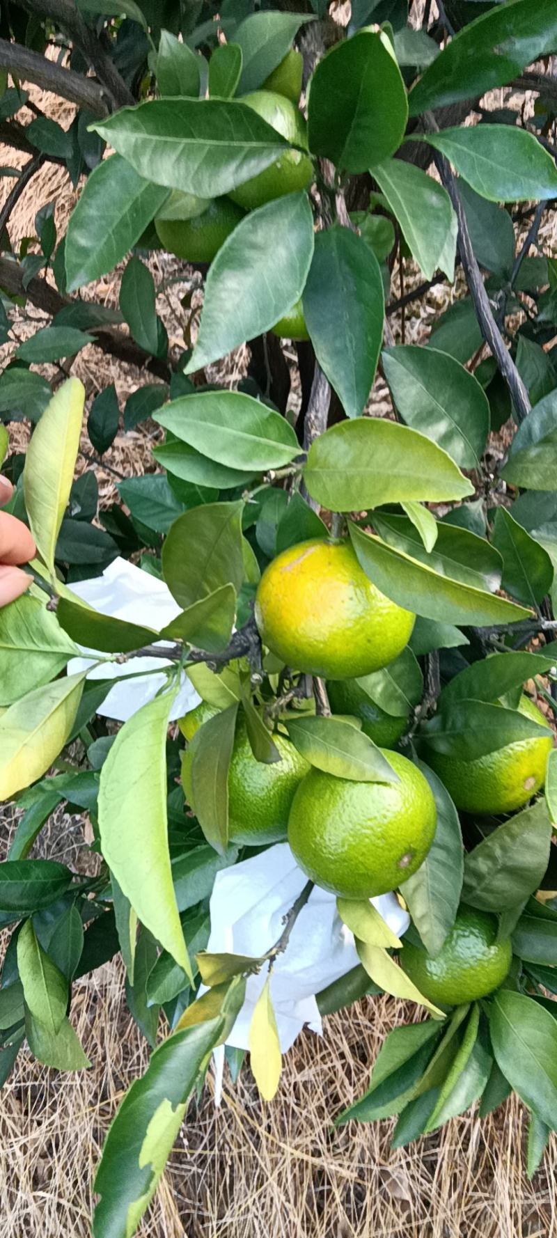 精品蜜橘特早蜜橘大量上市了皮薄汁多专业代办代发全国发货