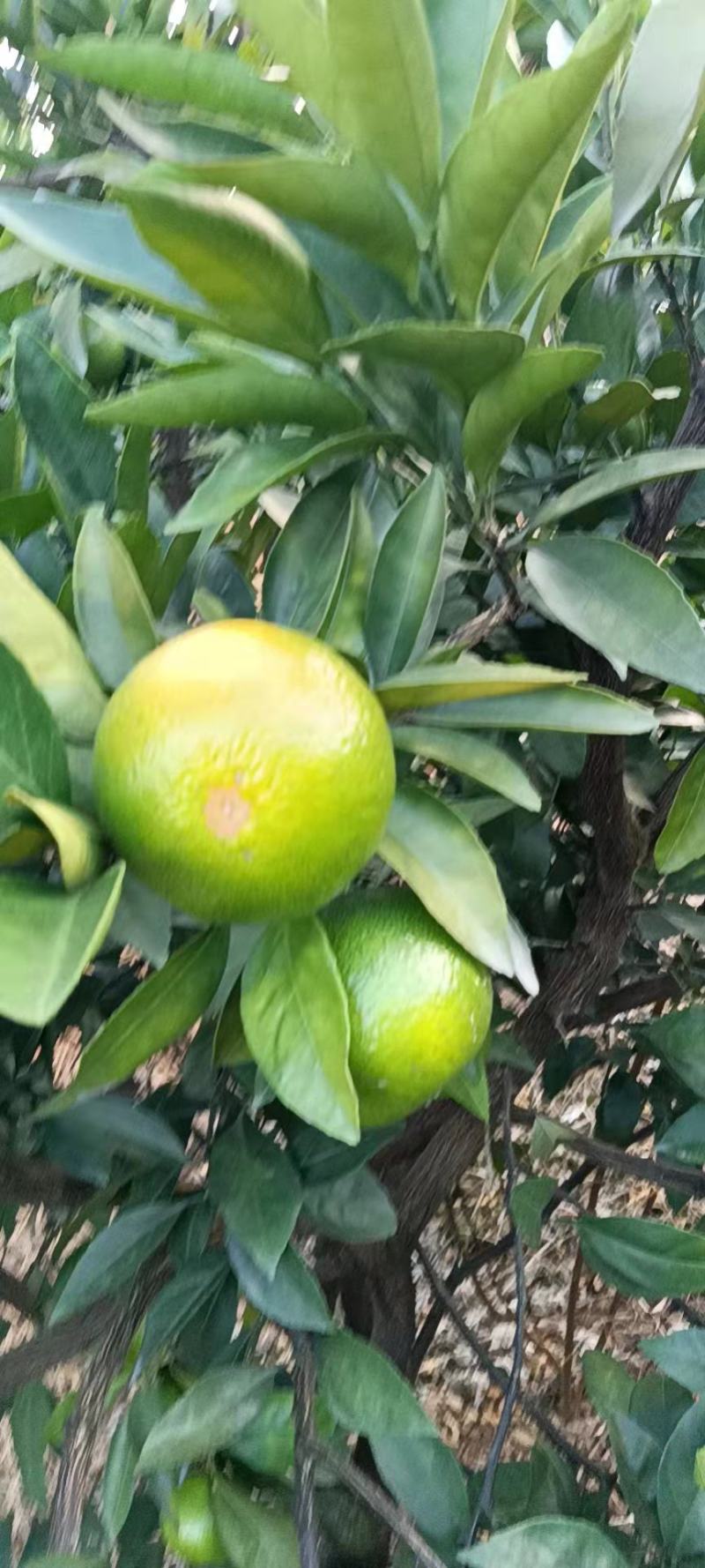 精品蜜橘特早蜜橘大量上市了皮薄汁多专业代办代发全国发货