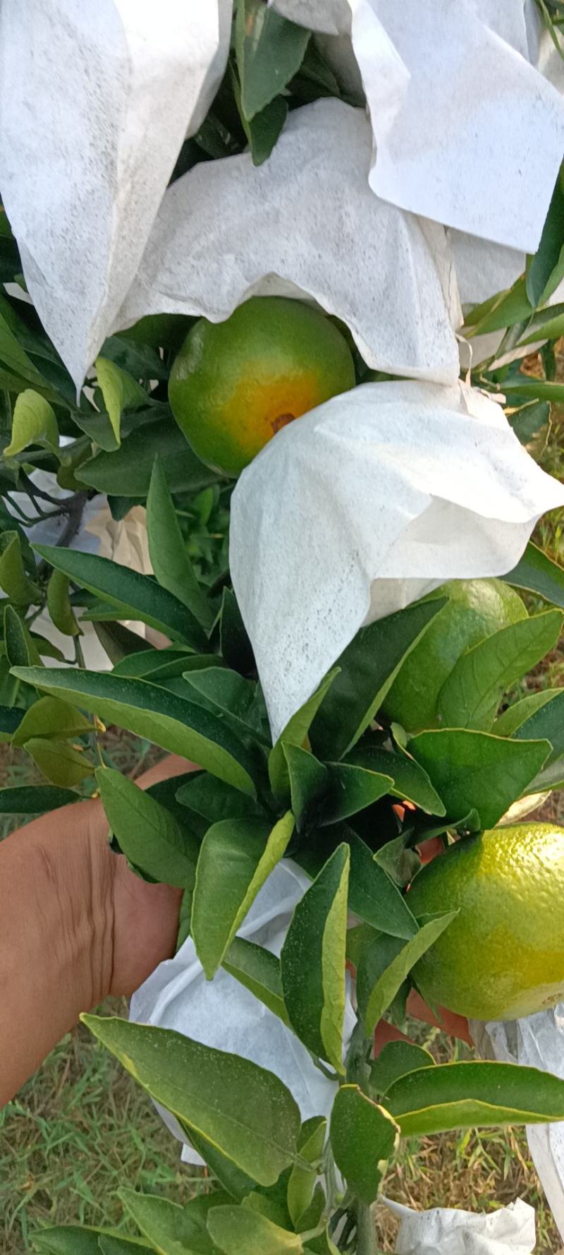 精品蜜橘特早蜜橘大量上市了皮薄汁多专业代办代发全国发货