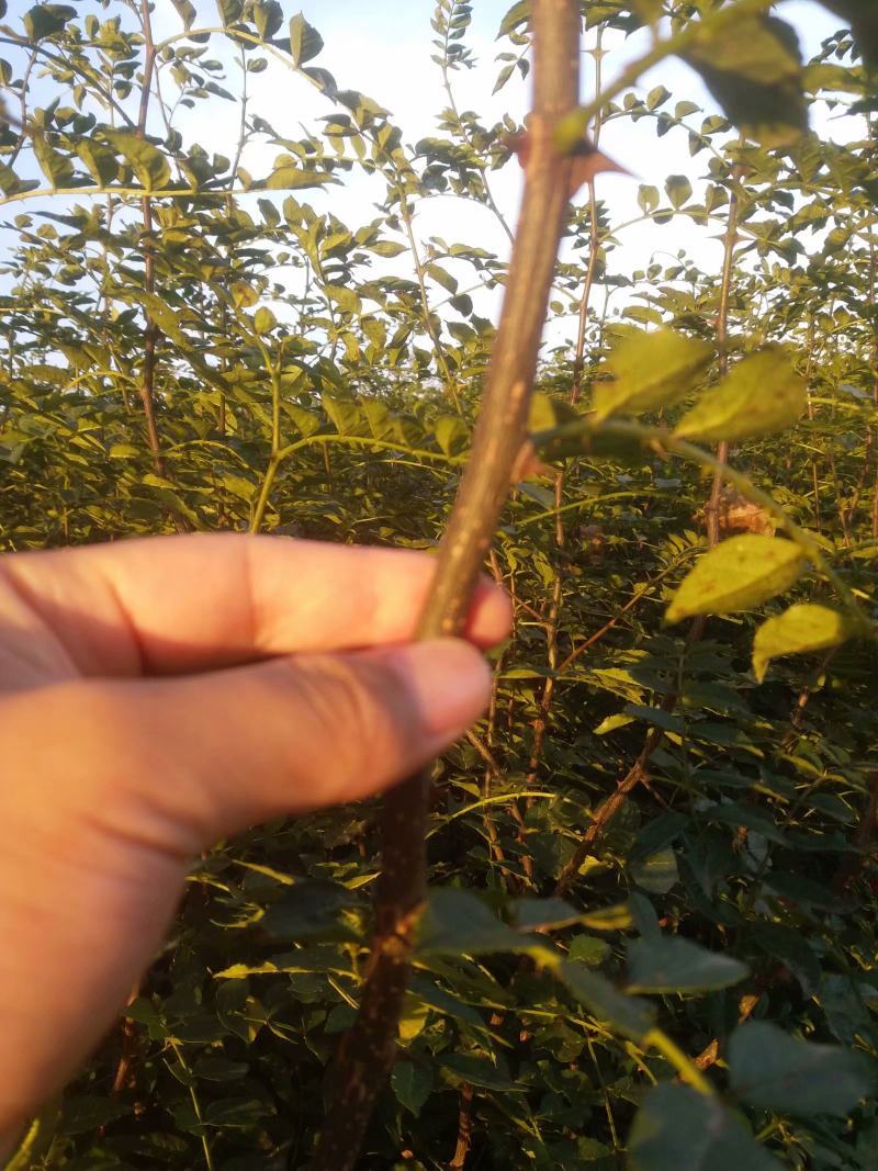 花椒苗，大红袍花椒树苗，河南周口货源农户自销