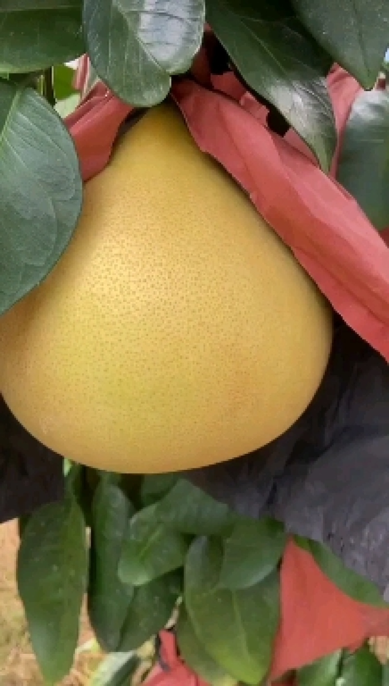 平和柚子