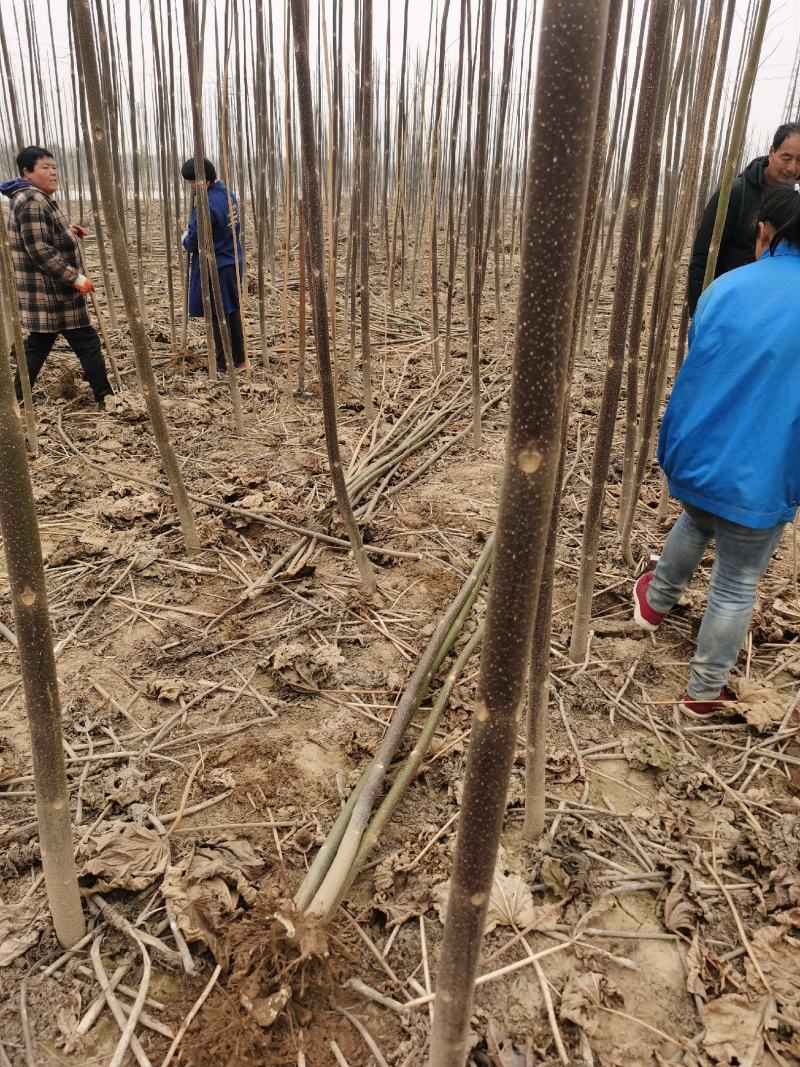 桐树根，紫花泡桐树根，速生9501四倍体泡桐