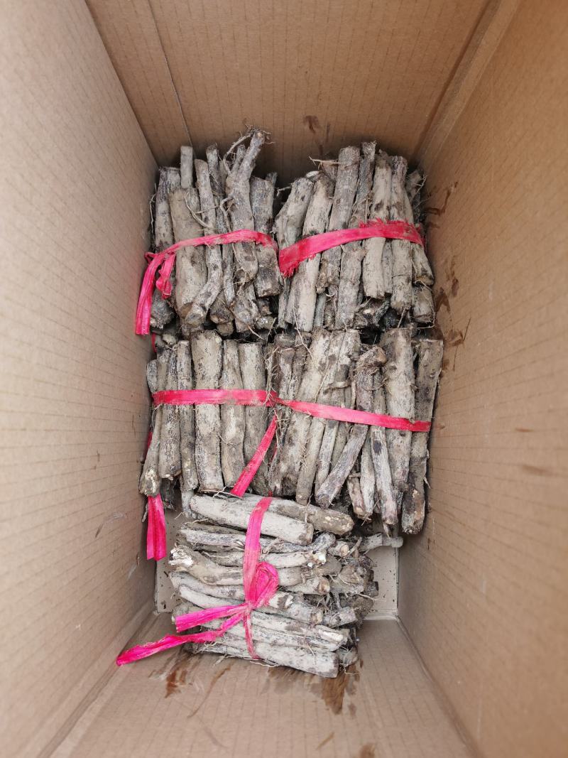 桐树根，紫花泡桐树根，速生9501四倍体泡桐