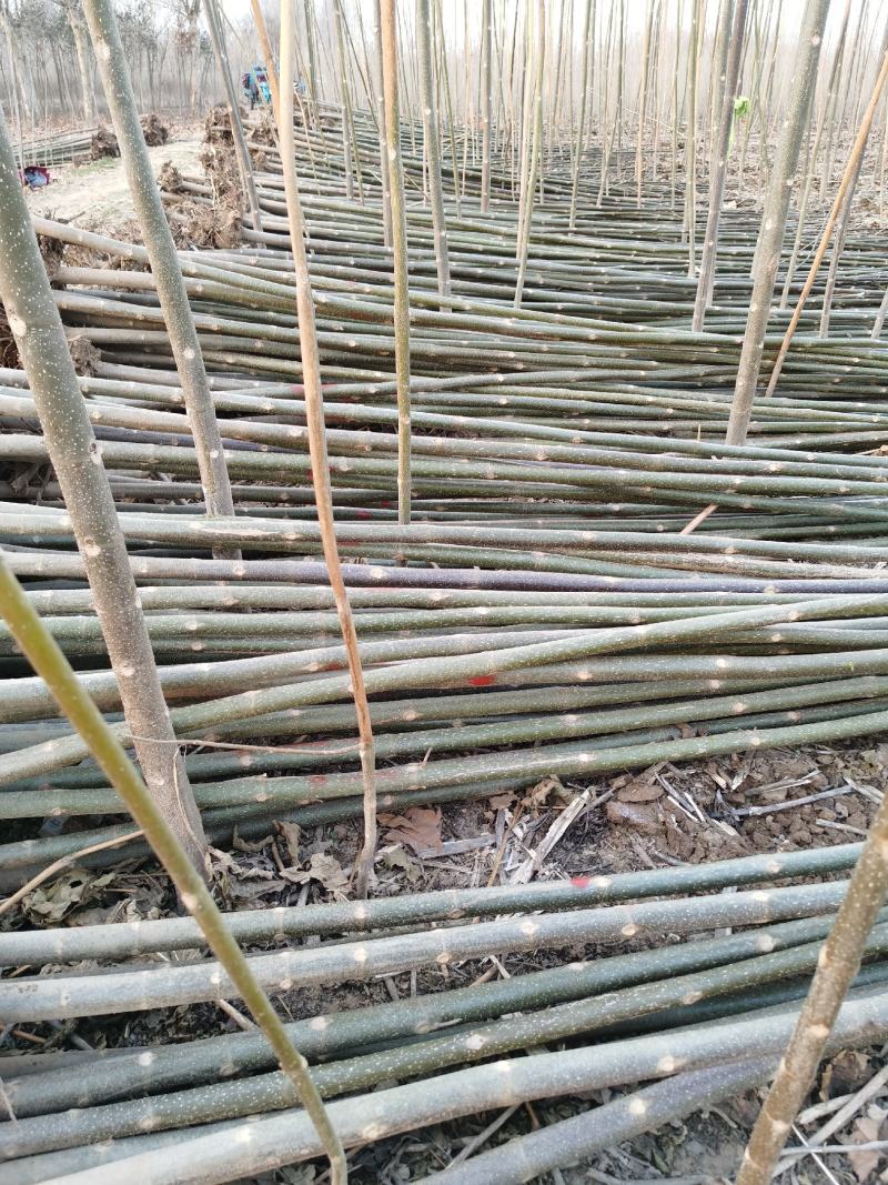 桐树根，紫花泡桐树根，速生9501四倍体泡桐
