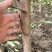 毛桃树苗占地果树桃树1-2-3公分河南货源大量供应