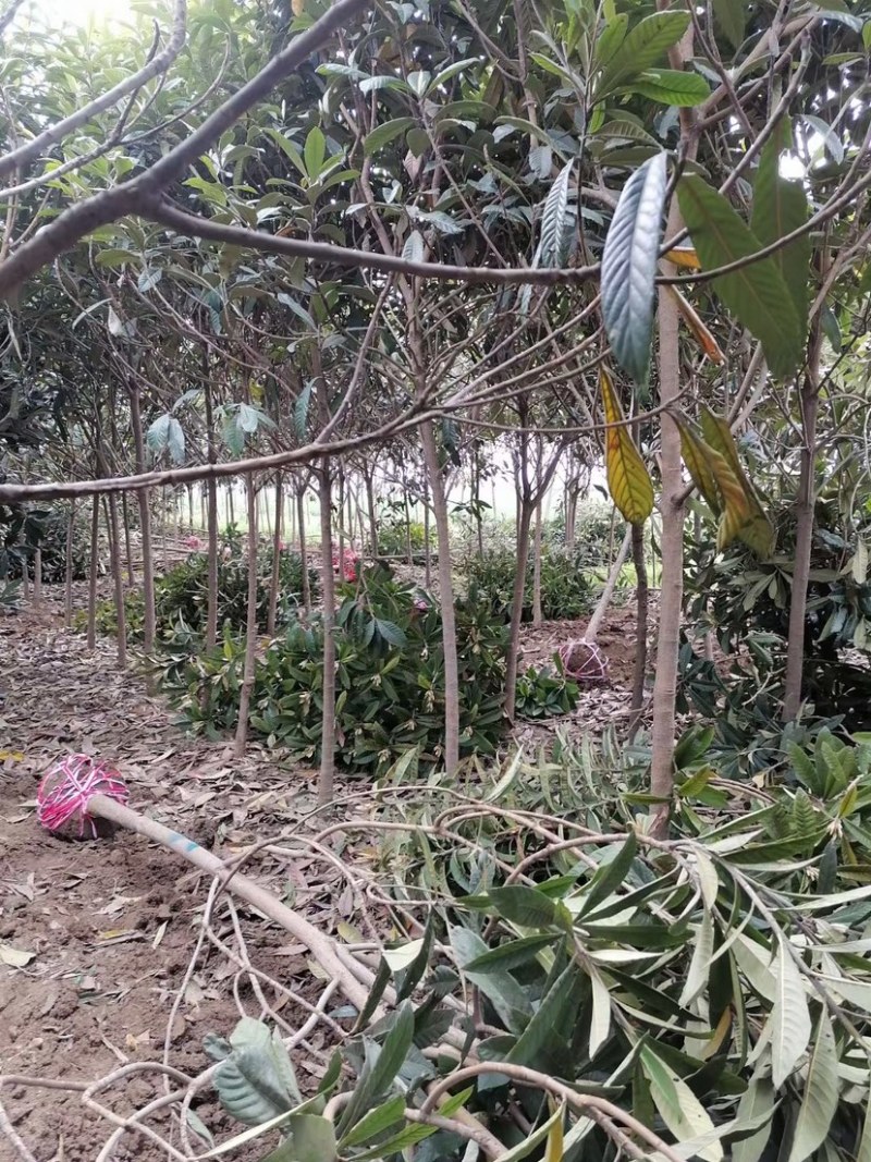 枇杷，枇杷树，绿化苗木，枇杷树苗，白沙枇杷树，批发