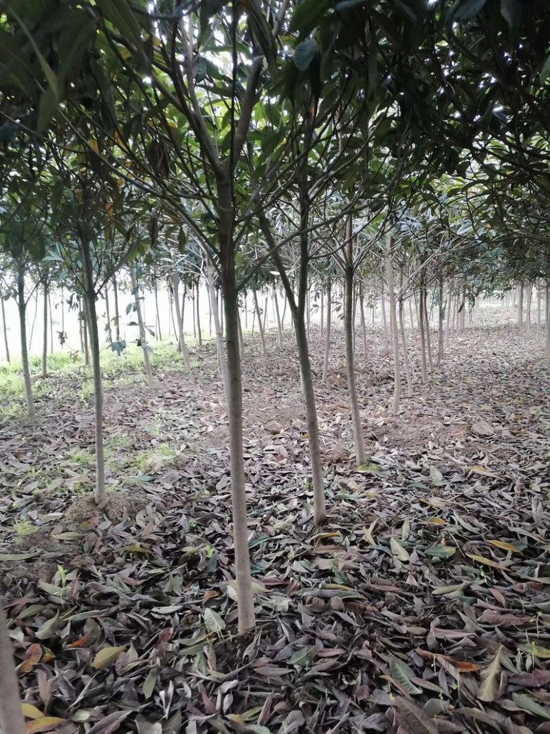 枇杷，枇杷树，绿化苗木，枇杷树苗，白沙枇杷树，批发