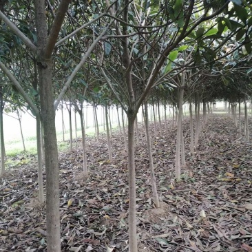 枇杷，枇杷树，绿化苗木，枇杷树苗，白沙枇杷树，批发