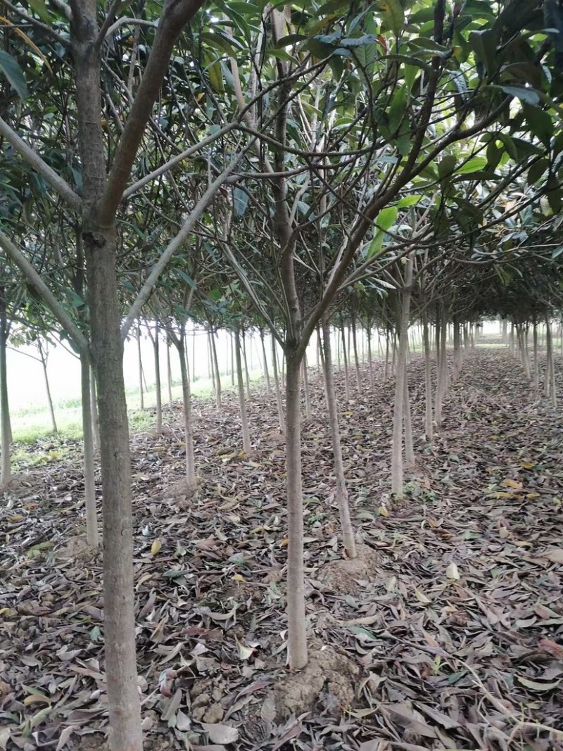 枇杷，枇杷树，绿化苗木，枇杷树苗，白沙枇杷树，批发