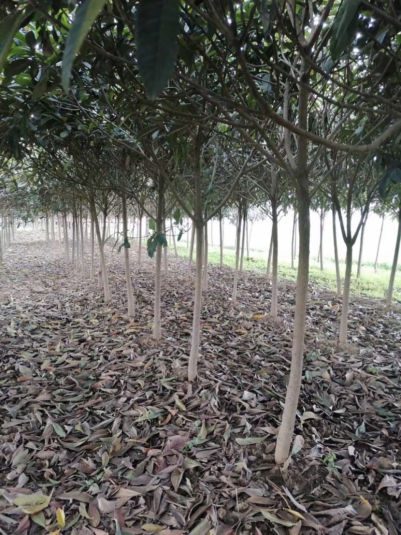 枇杷，枇杷树，绿化苗木，枇杷树苗，白沙枇杷树，批发
