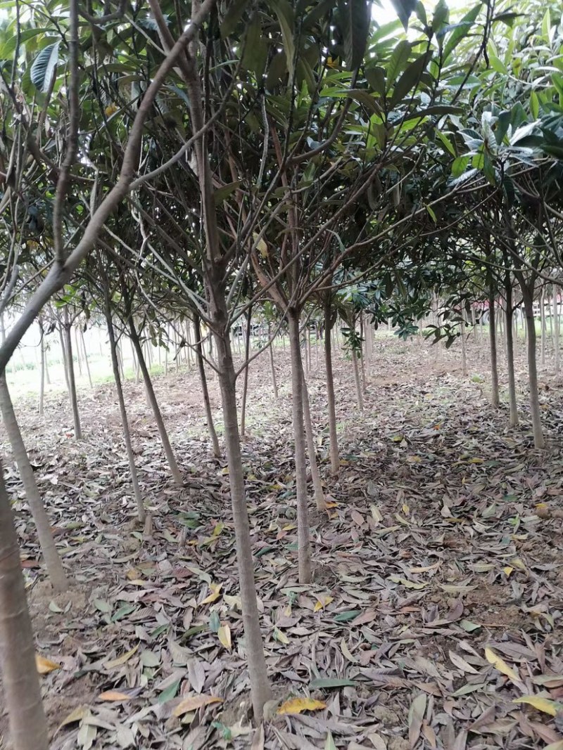 枇杷，枇杷树，绿化苗木，枇杷树苗，白沙枇杷树，批发