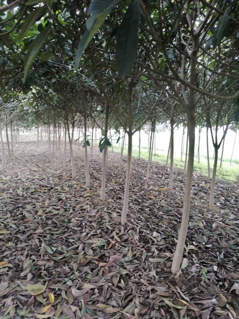 枇杷，枇杷树，绿化苗木，枇杷树苗，白沙枇杷树，批发