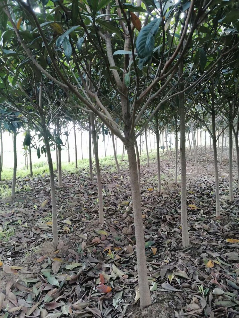 枇杷，枇杷树，绿化苗木，枇杷树苗，白沙枇杷树，批发