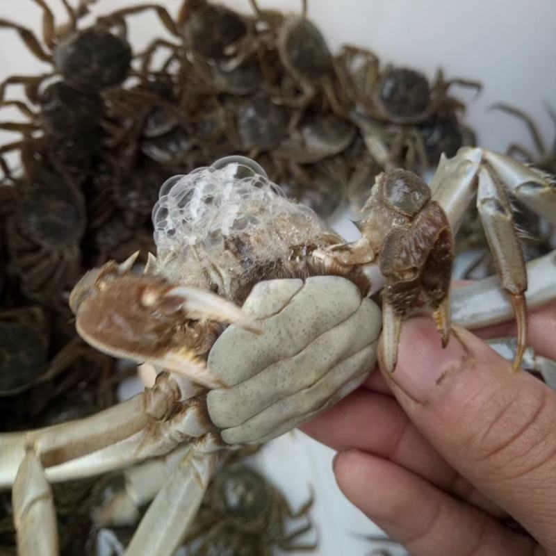 盘锦老头蟹一元蟹二零蟹香辣蟹小螃蟹大量上市中