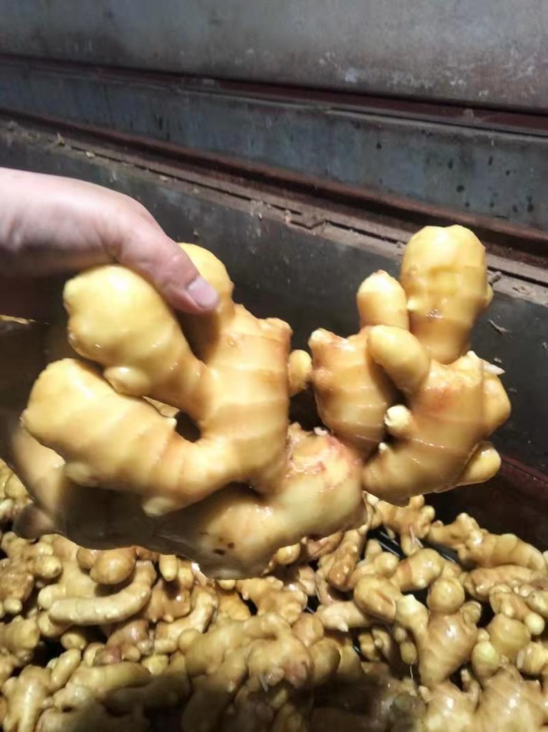 山西生姜产地批发大黄姜常年供应各种生姜保质保量