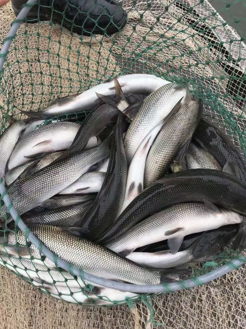 银鳕鱼，质量保证，诚信经营