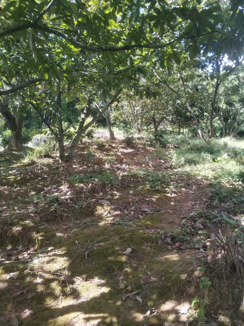 广西壮族自治区钦州市灵山县烟墩镇茅针垌表板栗