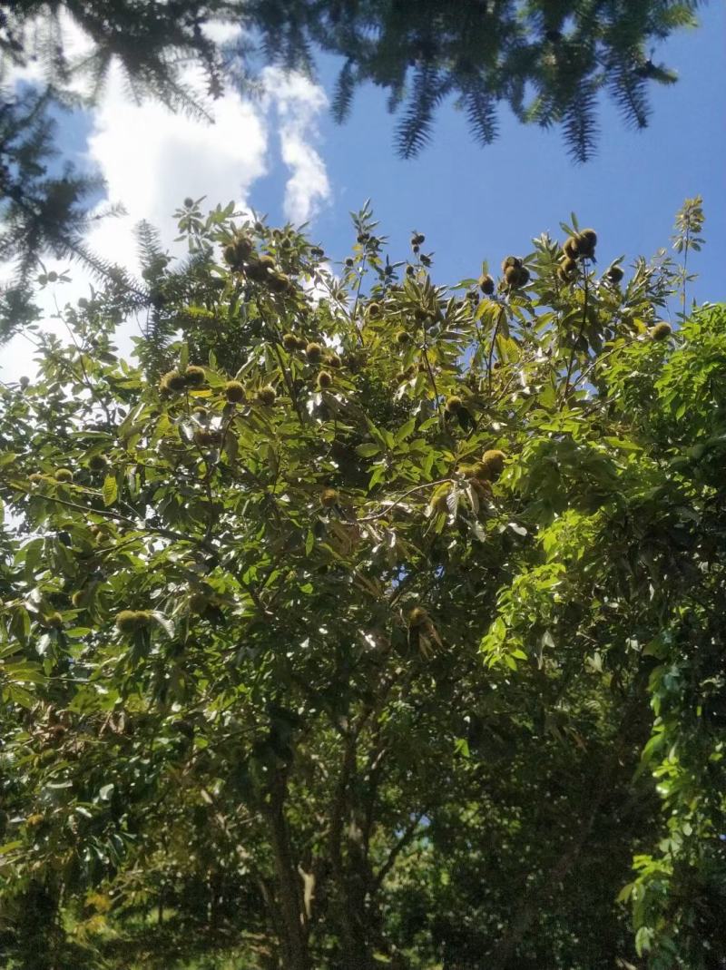 广西壮族自治区钦州市灵山县烟墩镇茅针垌表板栗