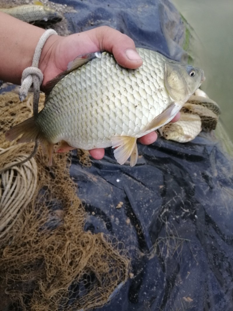 钓场用大板鲫