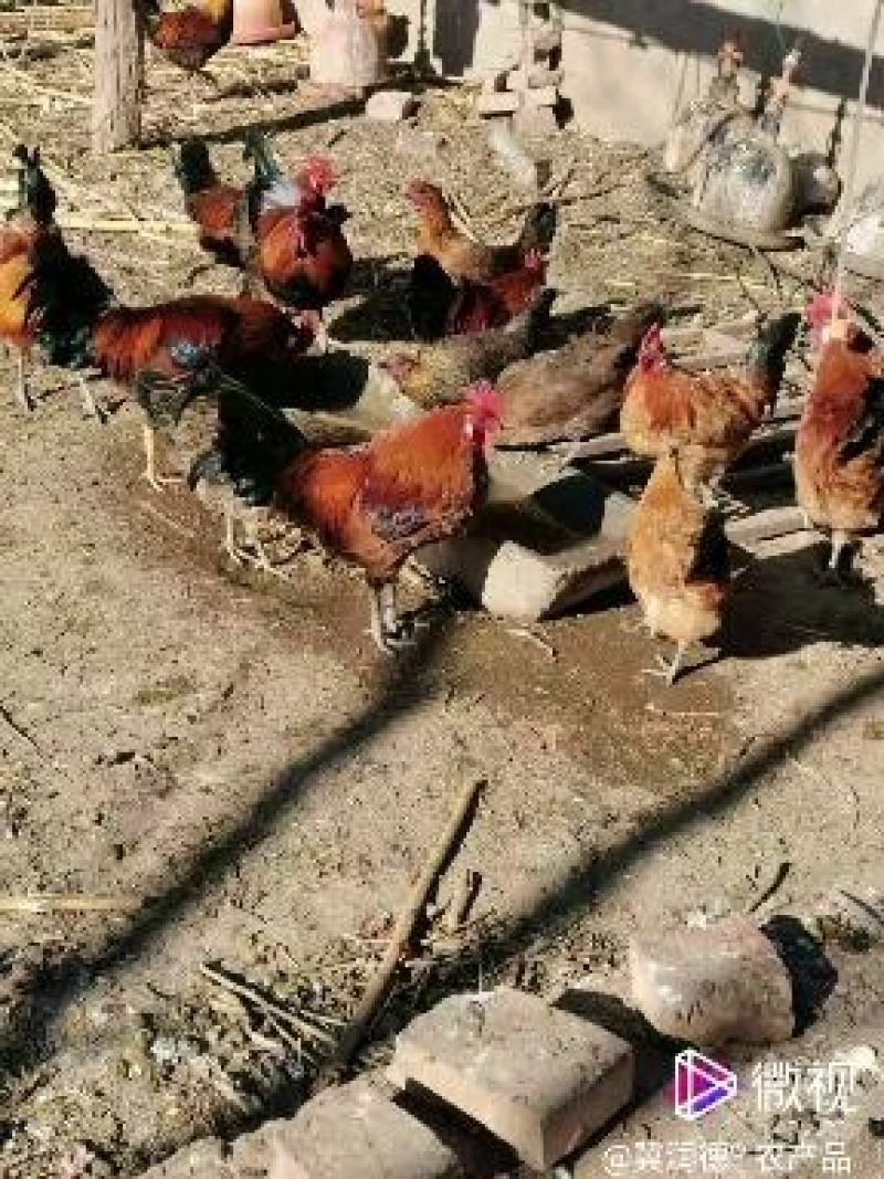 土鸡蛋散养土鸡土鸡蛋存粮饲喂林下散养土鸡养殖场