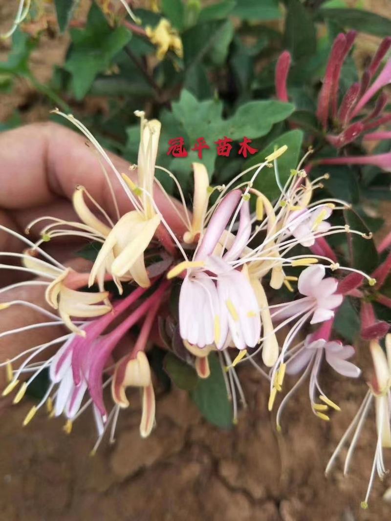 金银花盆四季开花绿植花老桩金银花红色金银花基地直发