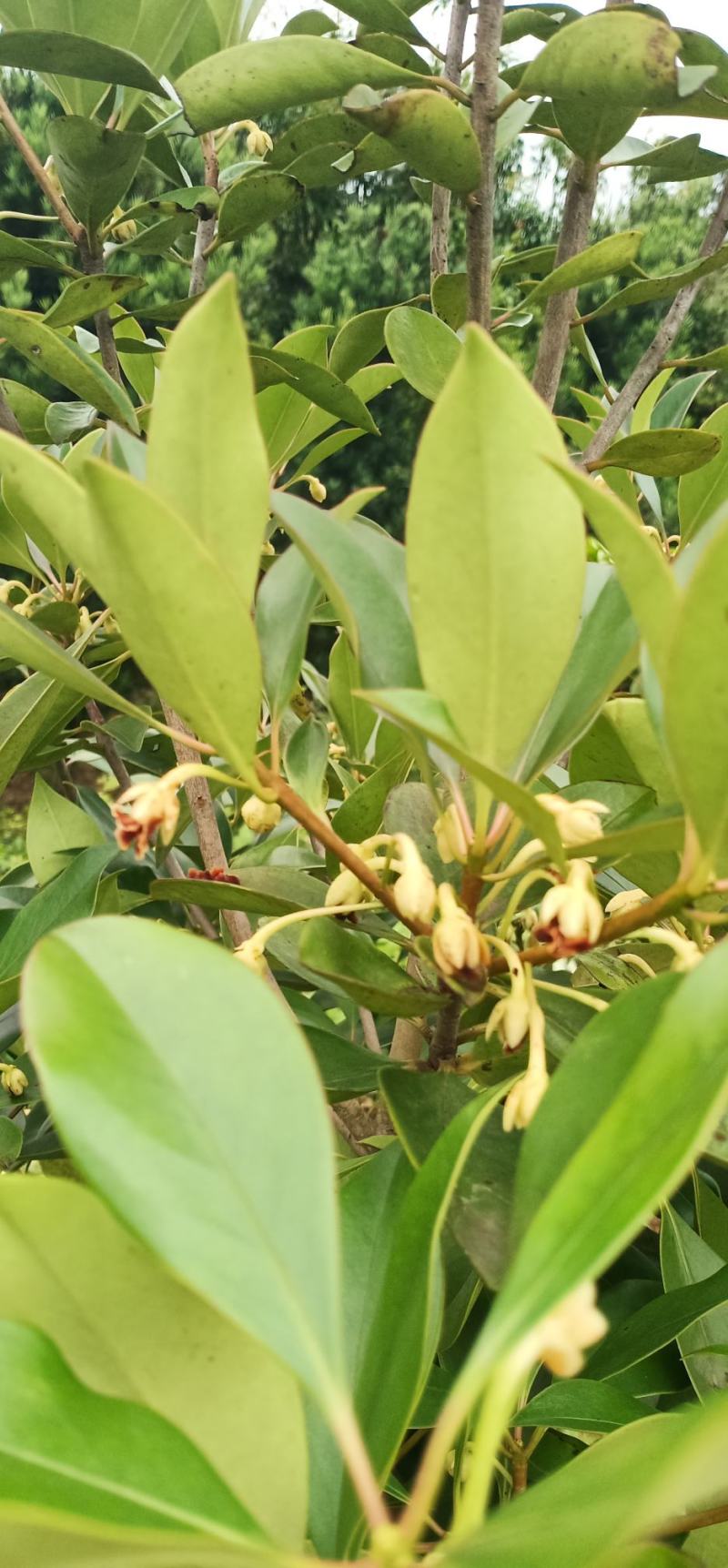 厚皮香