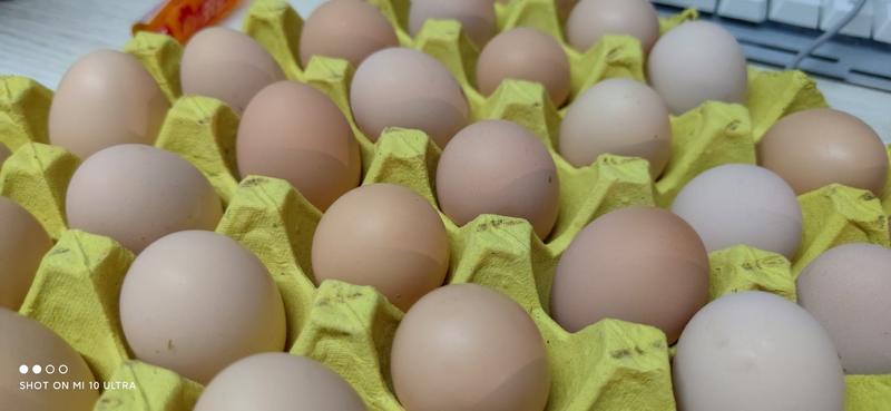安徽土鸡蛋土鸡蛋360枚规格目前每箱约29-31斤