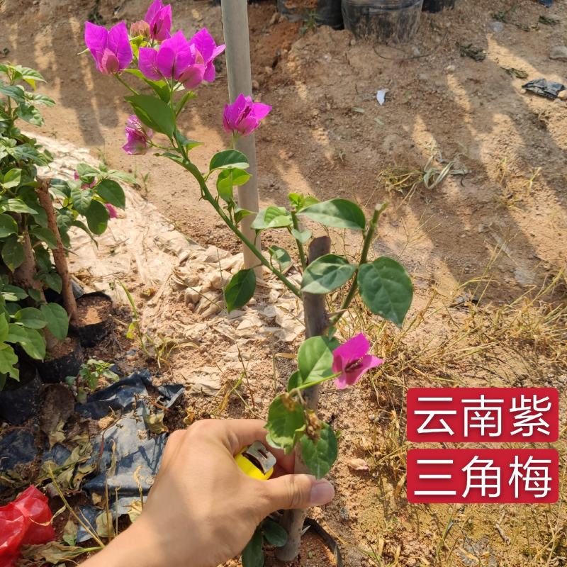 三角梅苗三角梅小苗批发价格福建漳州浮山三角梅种植基地