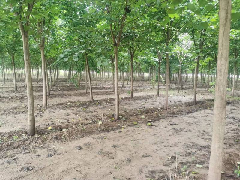【荐】紫荆独杆巨紫荆丛生紫荆基地大量供应精品庭院点缀紫荆