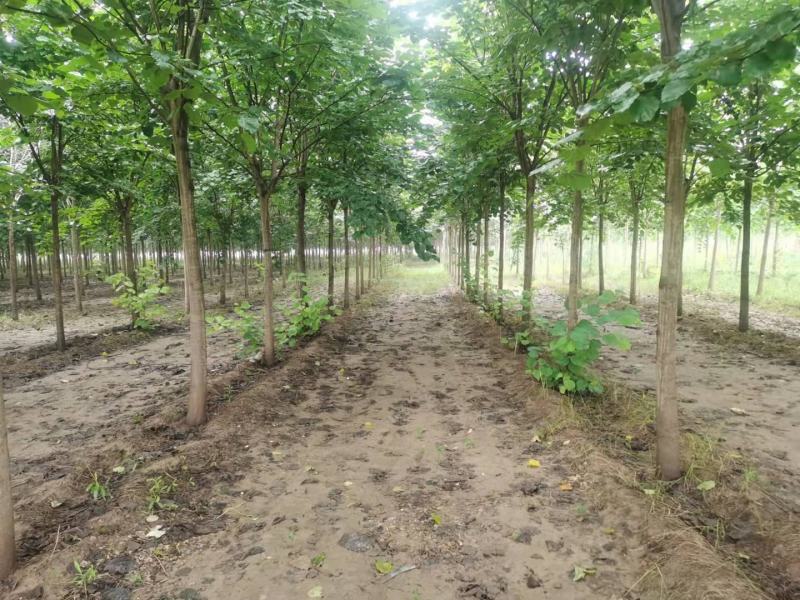 【荐】紫荆独杆巨紫荆丛生紫荆基地大量供应精品庭院点缀紫荆