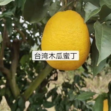 新品台湾木瓜蜜丁苗，木瓜蜜丁，柳橙苗