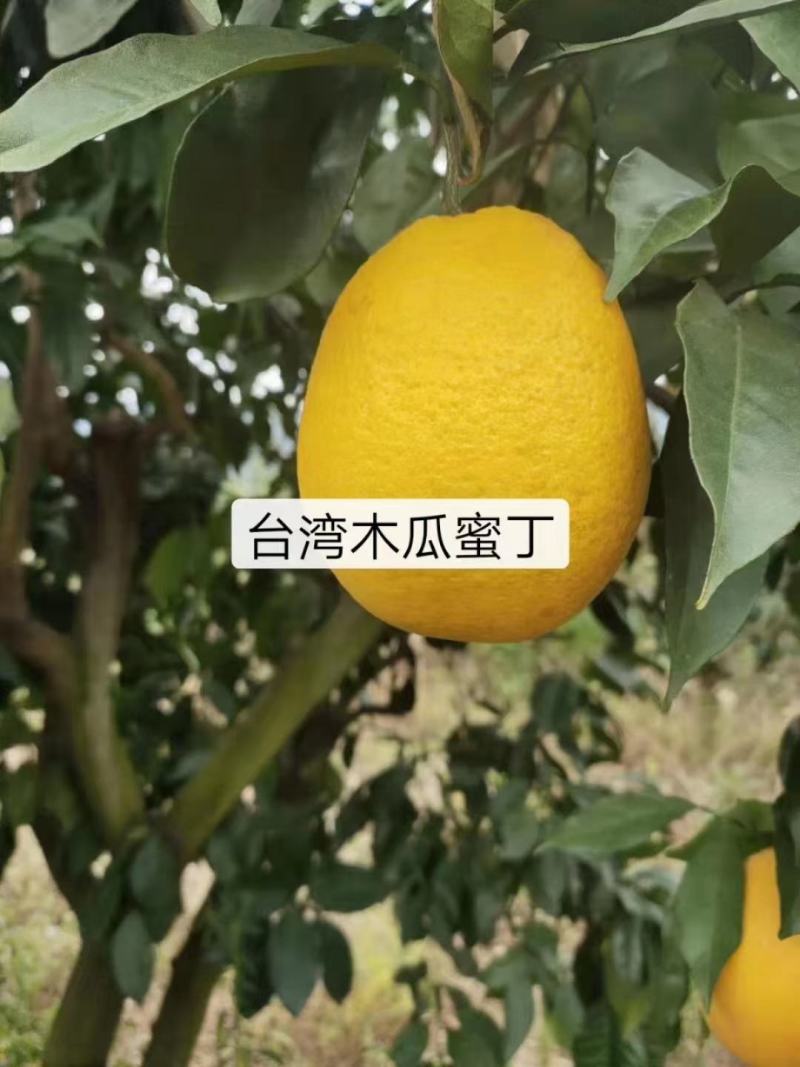 新品台湾木瓜蜜丁苗，木瓜蜜丁，柳橙苗