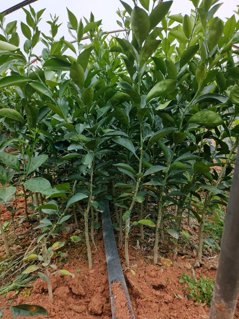 新品台湾木瓜蜜丁苗，木瓜蜜丁，柳橙苗