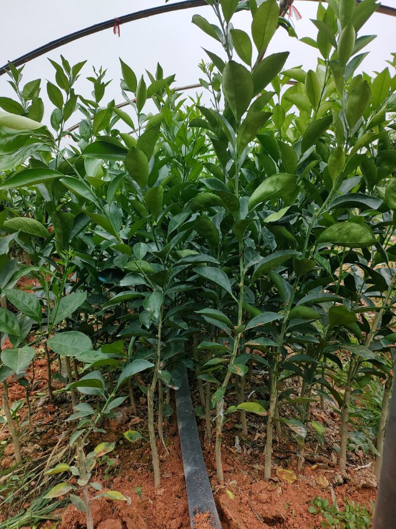 新品台湾木瓜蜜丁苗，木瓜蜜丁，柳橙苗