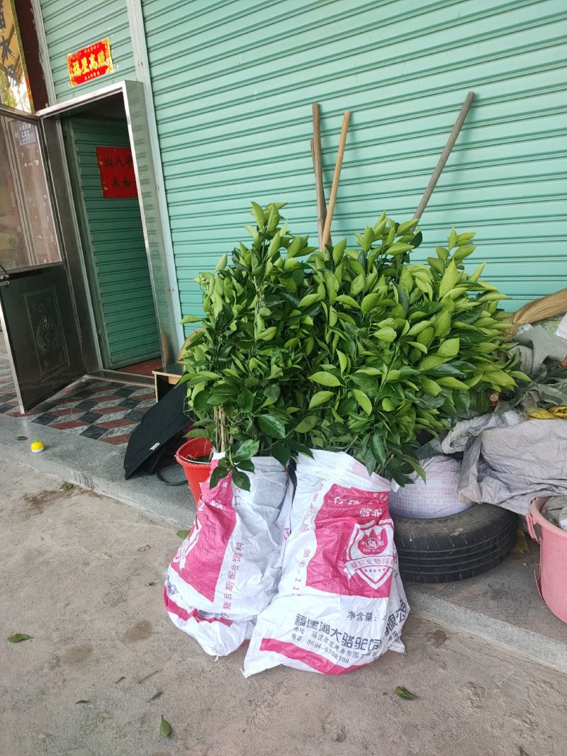 新品台湾木瓜蜜丁苗，木瓜蜜丁，柳橙苗