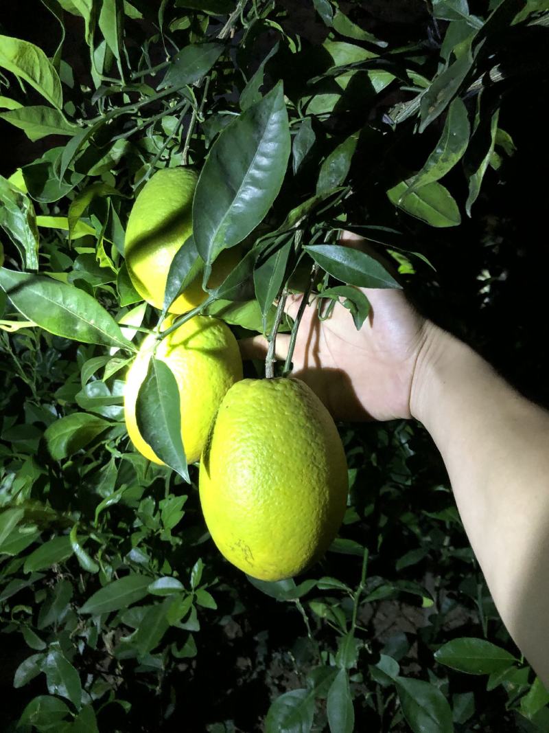 新品台湾木瓜蜜丁苗，木瓜蜜丁，柳橙苗