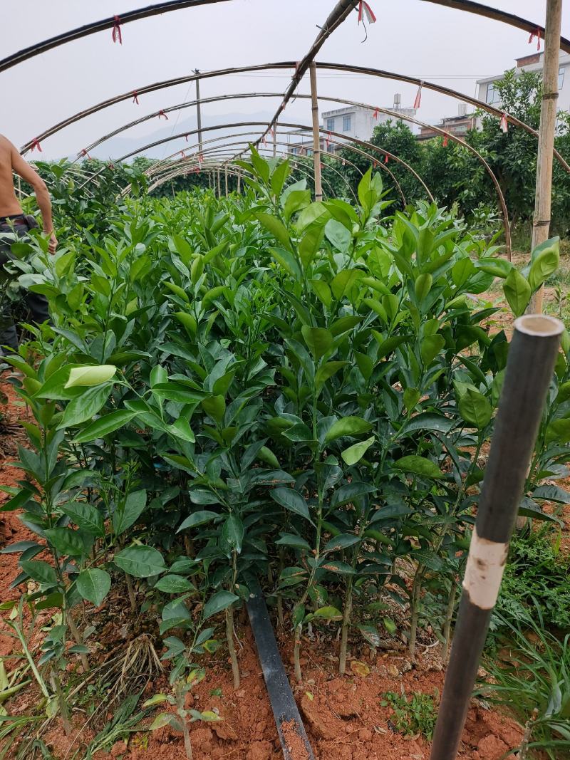 新品台湾木瓜蜜丁苗，木瓜蜜丁，柳橙苗