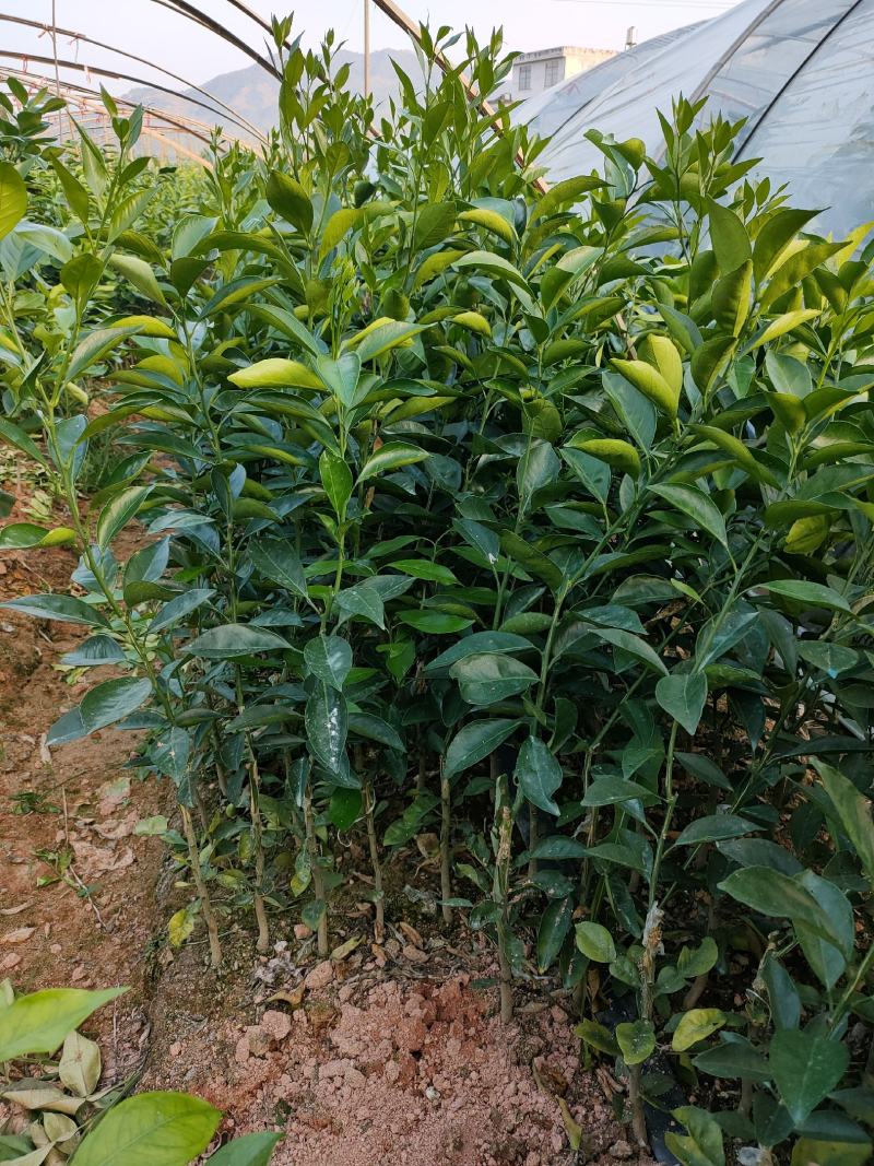 新品台湾木瓜蜜丁苗，木瓜蜜丁，柳橙苗