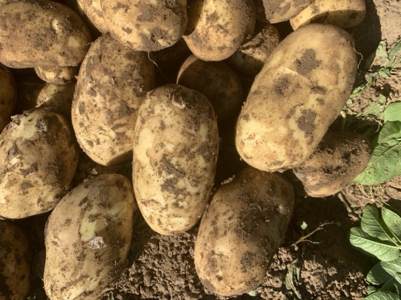 沃土5号土豆，无缺点