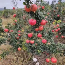 会理石榴，软籽石榴，一级货、二级货，对接所有平台。