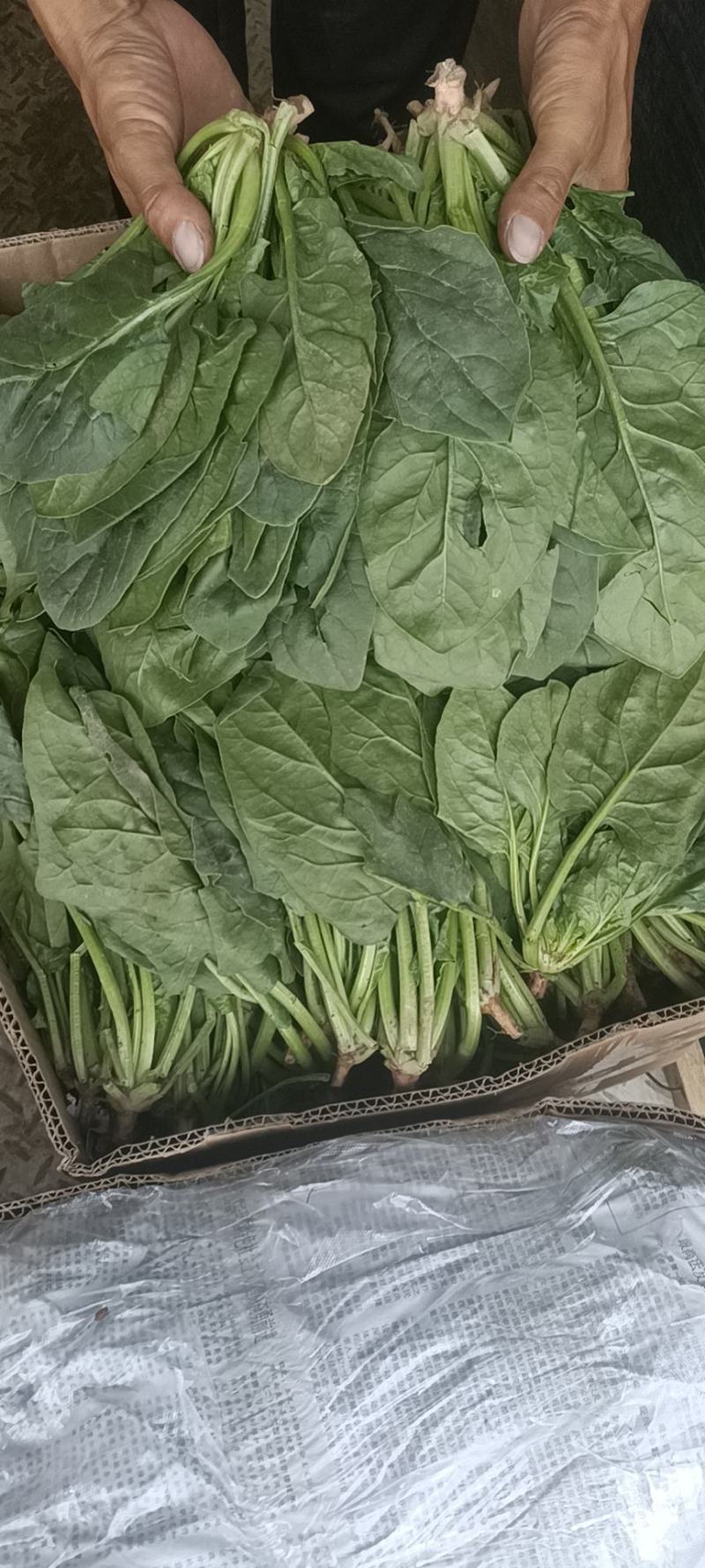精品菠菜，