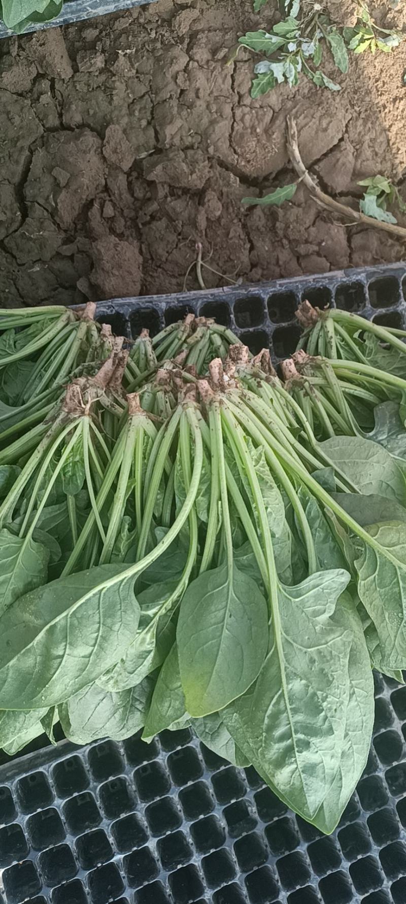 精品菠菜，
