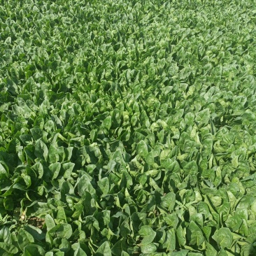 精品菠菜，