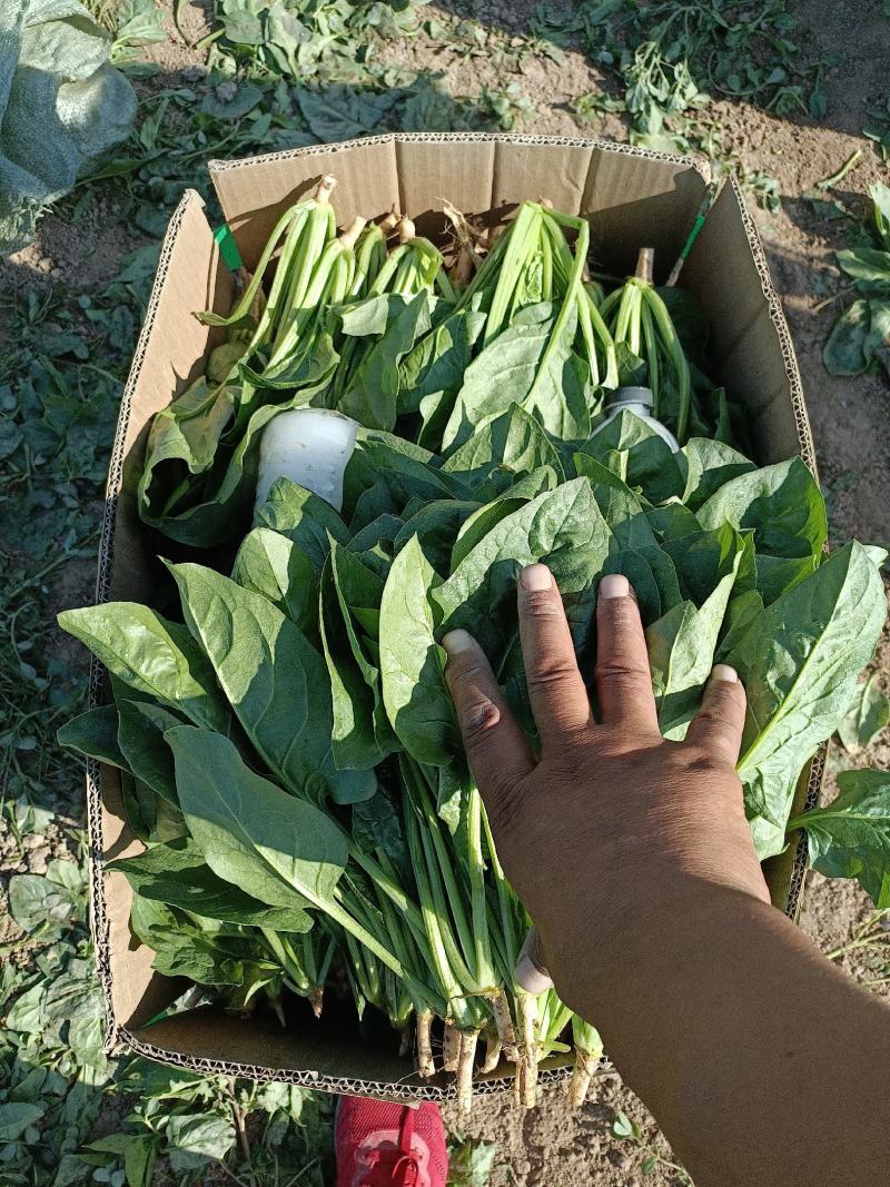 精品菠菜，