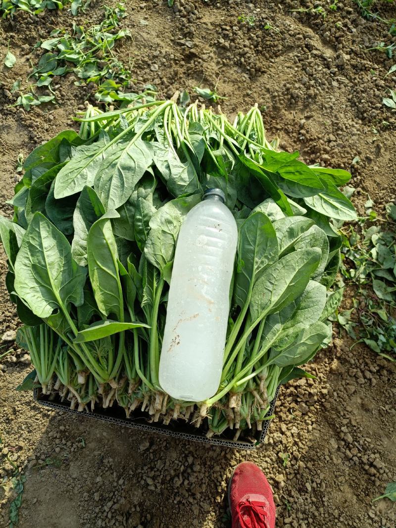 精品菠菜，