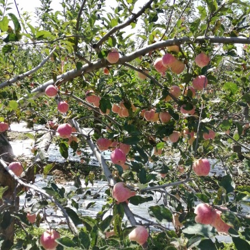 三门峡高山华冠苹果上市啦！